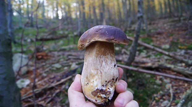 hríb smrekový Boletus edulis Bull.