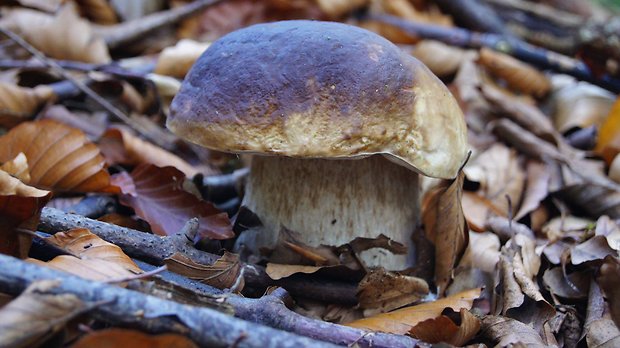 hríb smrekový Boletus edulis Bull.