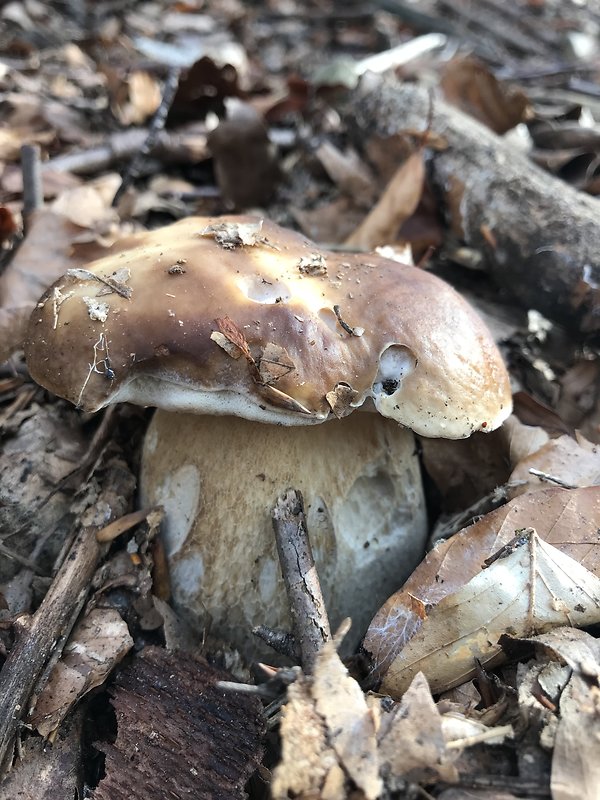 hríb smrekový Boletus edulis Bull.