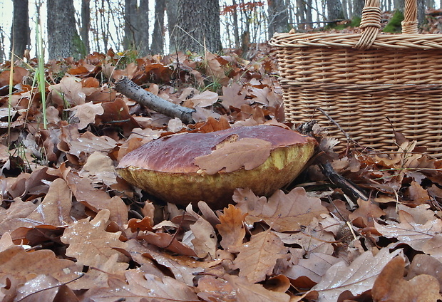 hríb sosnový Boletus pinophilus Pil. et Dermek in Pil.