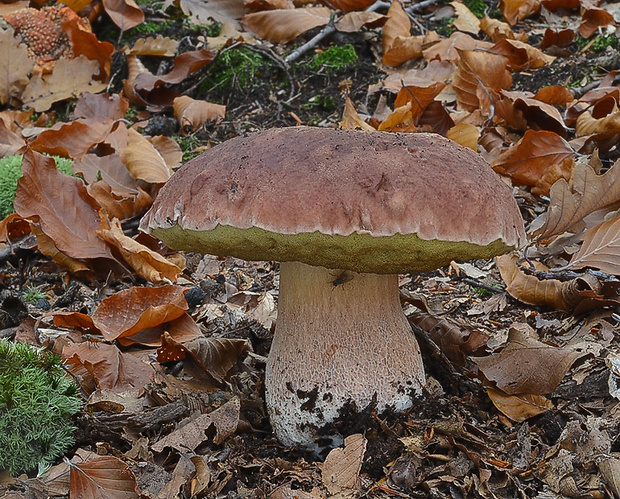 hríb sosnový Boletus pinophilus Pil. et Dermek in Pil.