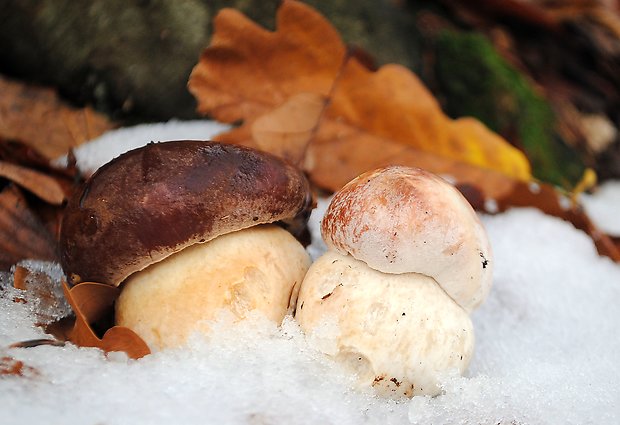 hríb sosnový Boletus pinophilus Pil. et Dermek in Pil.