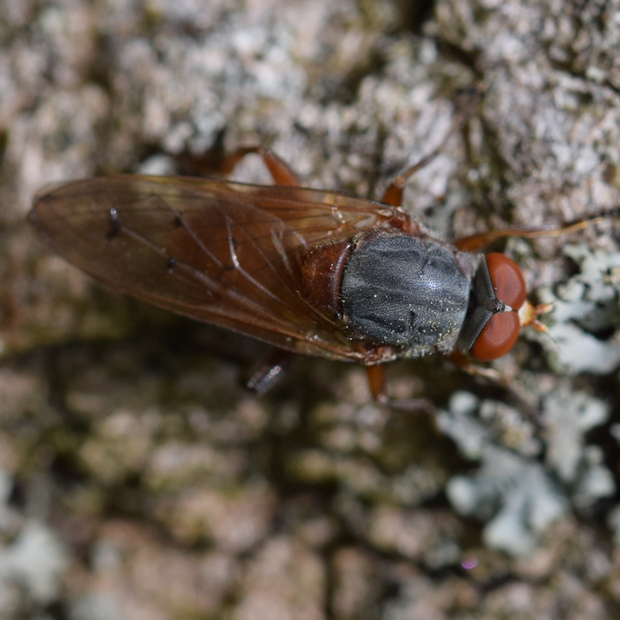 pestrica Brachyopa maculipennis Thompson, 1980