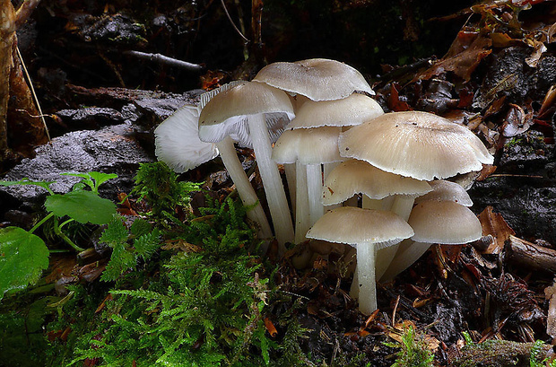 strmuľník strapkatý Clitocybula lacerata (Scop.) Métrod