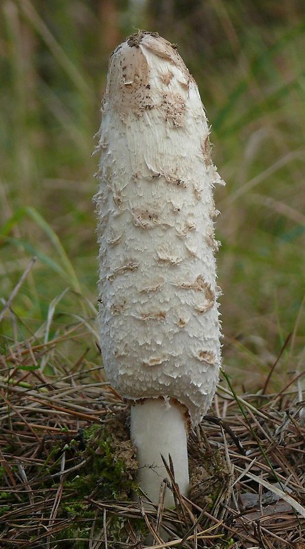 hnojník obyčajný Coprinus comatus (O.F. Müll.) Pers.