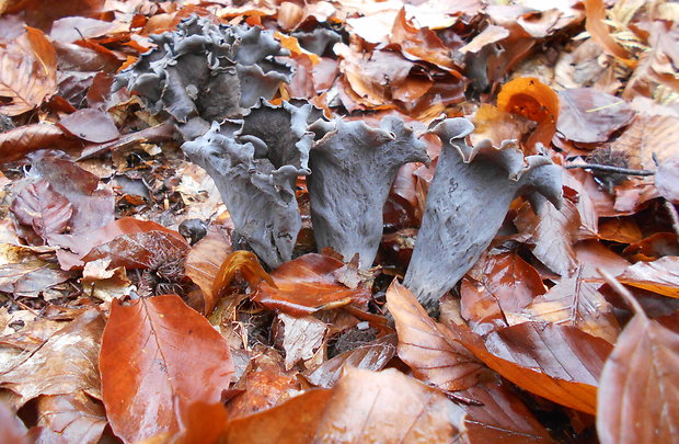 lievik trúbkovitý Craterellus cornucopioides (L.) Pers.