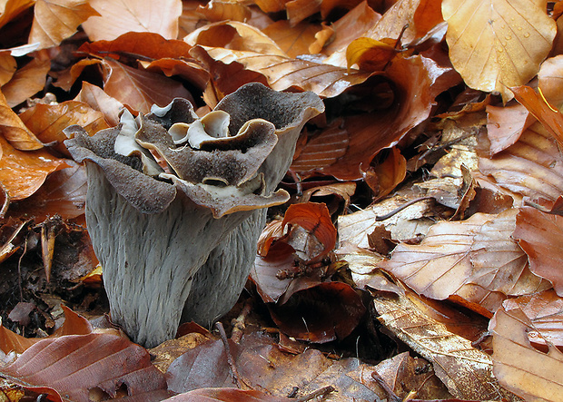 lievik trúbkovitý Craterellus cornucopioides (L.) Pers.