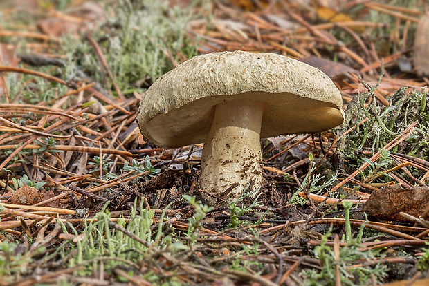 hríbnik modrejúci Gyroporus cyanescens (Bull.) Quél.