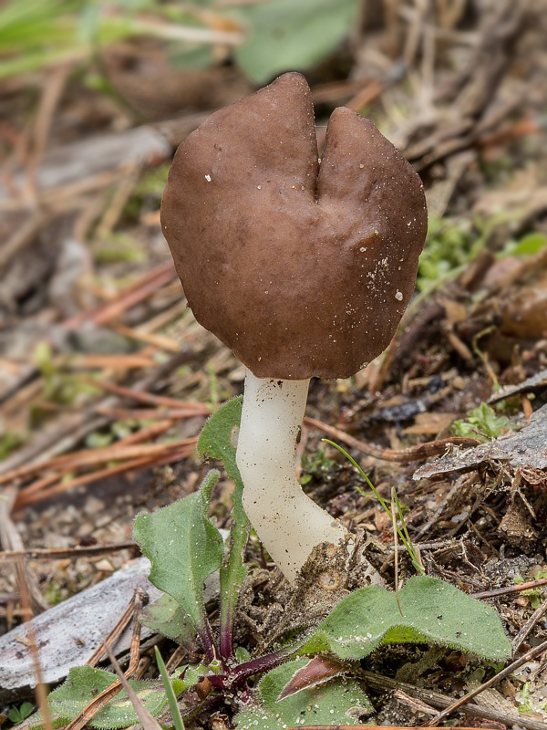 chriapač hnedobiely Helvella albella Quél.