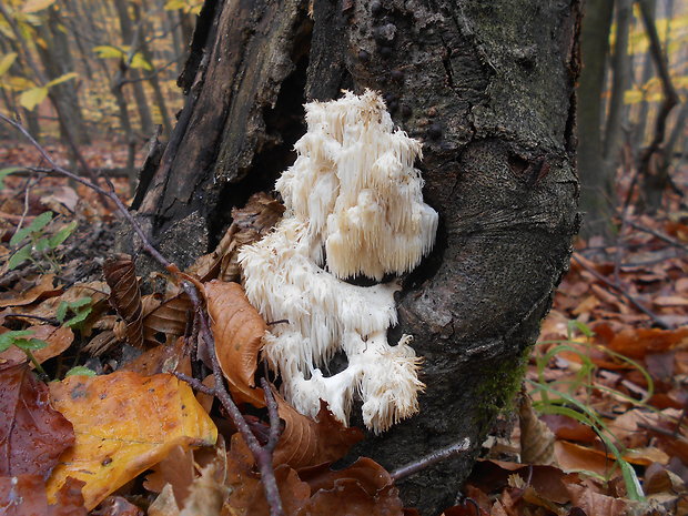 koralovec bukový Hericium coralloides (Scop.) Pers.