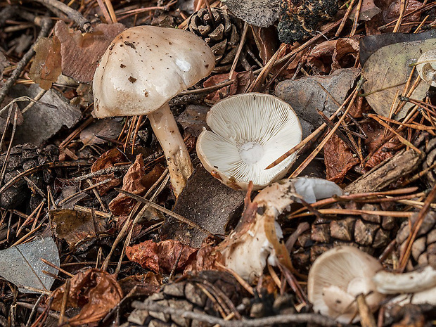 slizovnica obyčajná Limacella illinita (Fr.) Maire