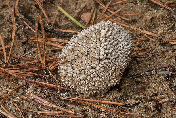 prášnica  Lycoperdon marginatum Vittad.