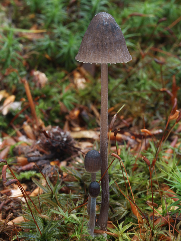 prilbička mliečna Mycena galopus (Pers.) P. Kumm.