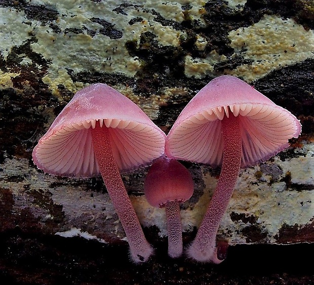 prilbička Mycena sp.