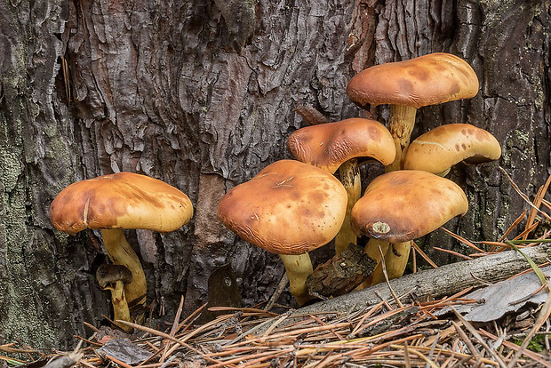 šupinovka Pholiota sp.