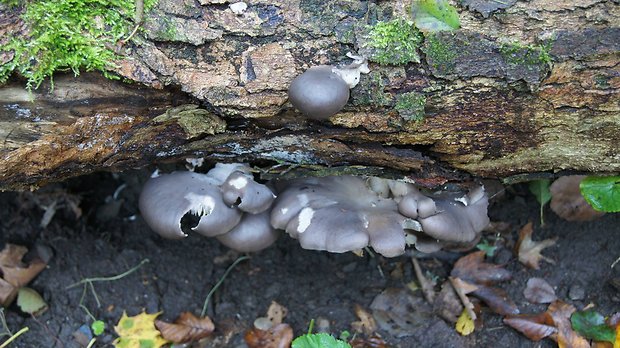 hliva ustricovitá Pleurotus ostreatus (Jacq.) P. Kumm.