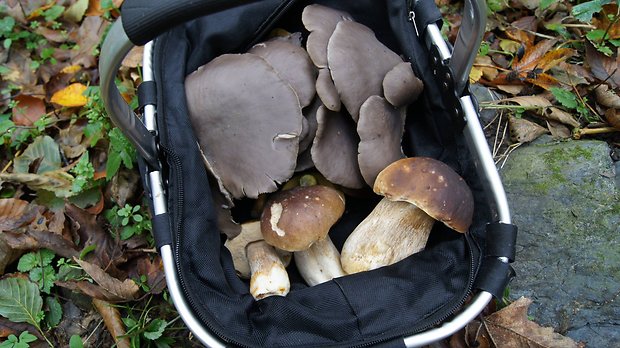 dnes Pleurotus ostreatus (Jacq.) P. Kumm.