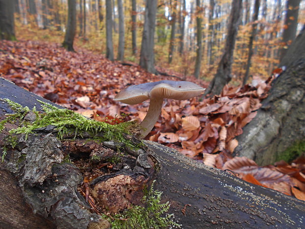 štítovka jelenia Pluteus cervinus (Schaeff.) P. Kumm.