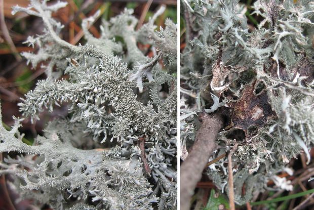 pakonárnik otrubový Pseudevernia furfuracea var. furfuracea (L.) Zopf