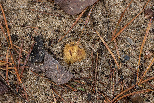 koreňovec Rhizopogon sp.