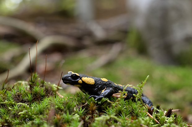 salamandra škvrnitá Salamandra salamandra