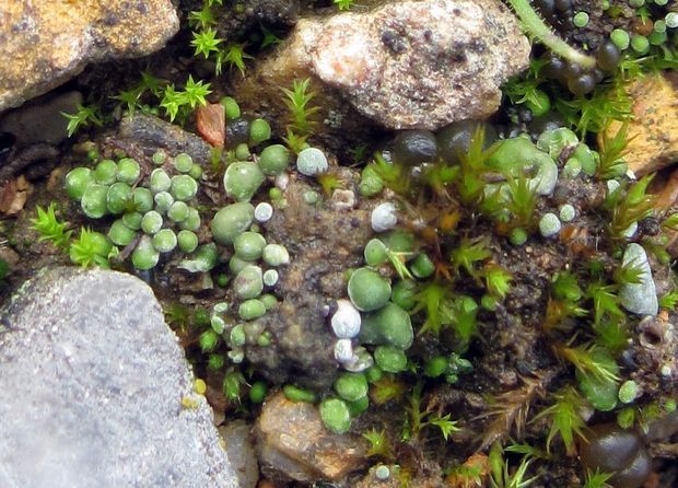 riasanka obyčajná Toninia sedifolia (Scop.) Timdal