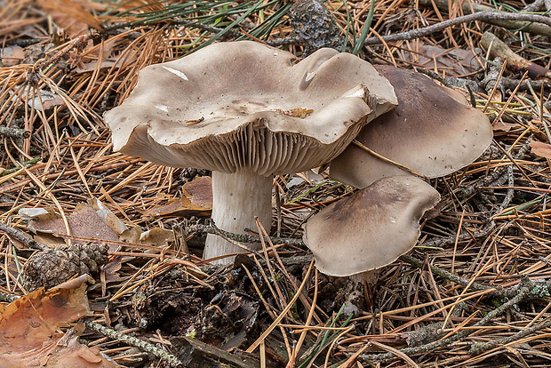 čírovka plavosivá Tricholoma cf. sudum (Fr.) Quél.