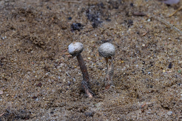 stopkovec vláknitý Tulostoma fimbriatum Fr.