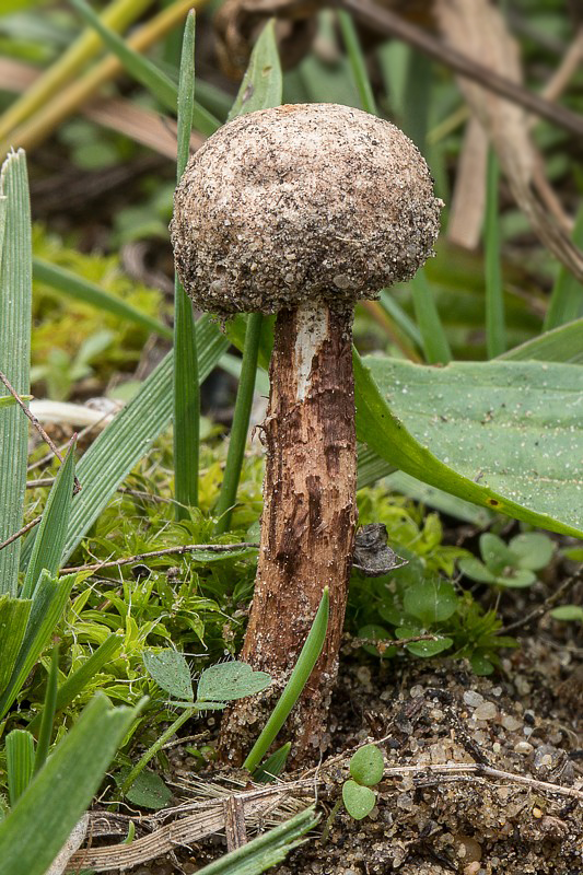 stopkovec Tulostoma sp.