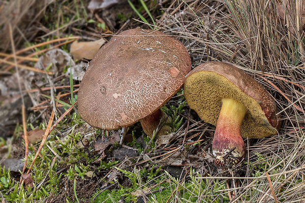 suchohríb Xerocomus sp.