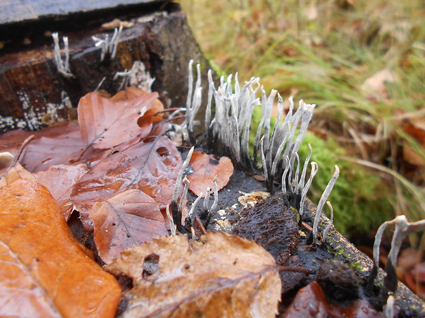 drevnatec parohatý Xylaria hypoxylon (L.) Grev.