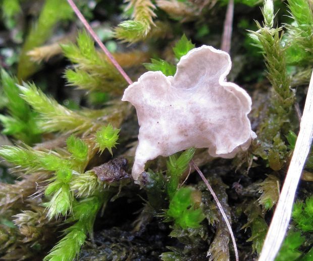 rebrovička Arrhenia sp.