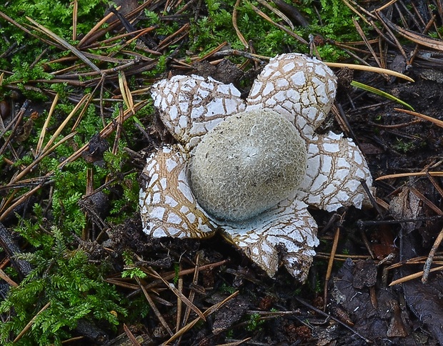 hviezdovec vlahojavný Astraeus hygrometricus (Pers.) Morgan