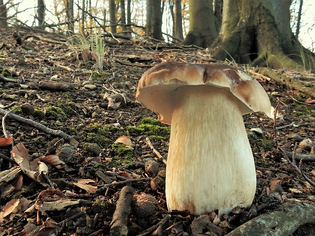 hríb smrekový Boletus edulis Bull.