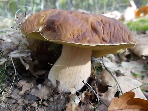 hríb sosnový Boletus pinophilus Pil. et Dermek in Pil.