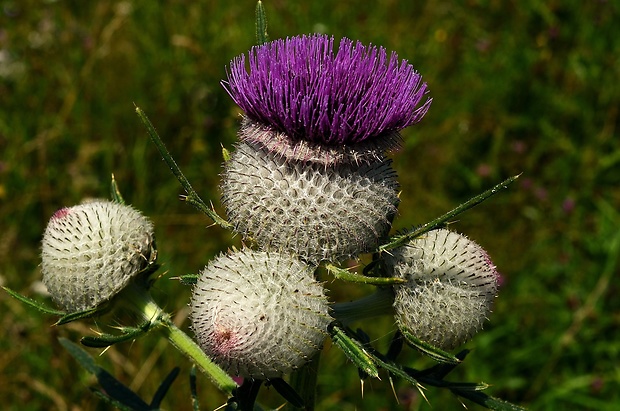 pichliač bielohlavý Cirsium eriophorum (L.) Scop.