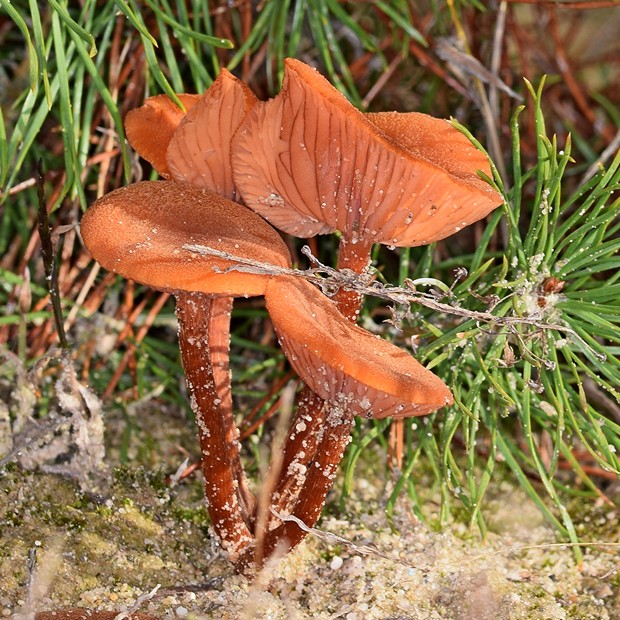 lakovka Laccaria sp.