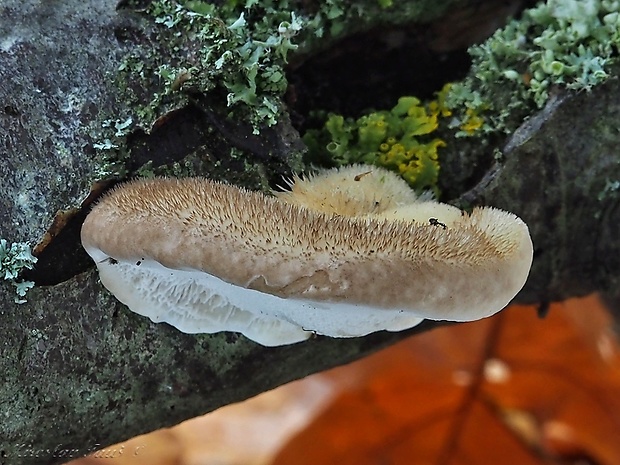 trúdnikovec chlpatý Trametes hirsuta (Wulfen) Lloyd