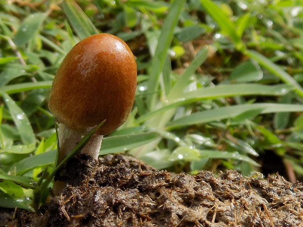 pečiarkotvaré Agaricales ord.