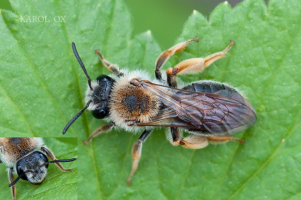 pieskárka zlatistá Andrena haemorrhoa