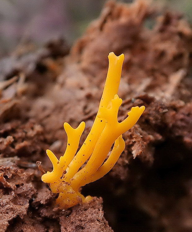 parôžkovec lepkavý Calocera viscosa (Pers.) Fr.