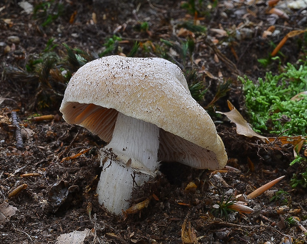 pavučinovec inovaťový Cortinarius caperatus (Pers.) Fr.