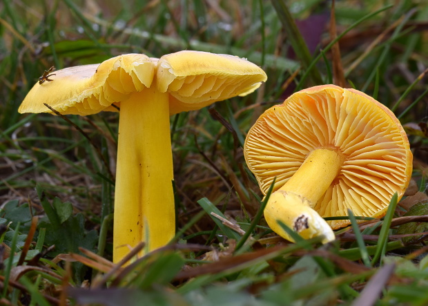 Hygrocybe chlorophana (Fr.) Wünsche