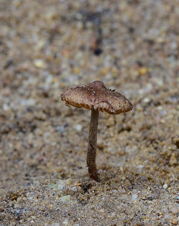 vláknica plstnatá? Inocybe lacera?