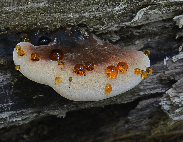 smolokôrovka buková Ischnoderma resinosum (Schrad.) P. Karst.