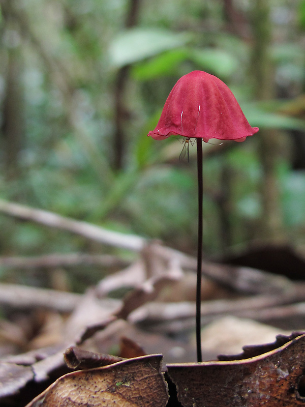 tanečnica Marasmius haematocephalus (Mont.) Fr.