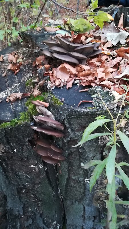 hliva ustricovitá Pleurotus ostreatus (Jacq.) P. Kumm.