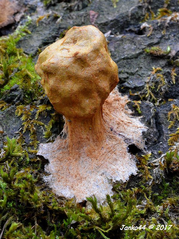 sieťnatka obyčajná Reticularia lycoperdon Bull.