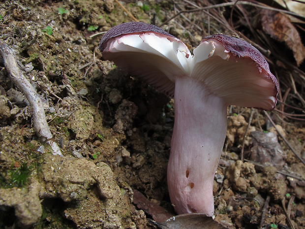 plávka Russula sp.