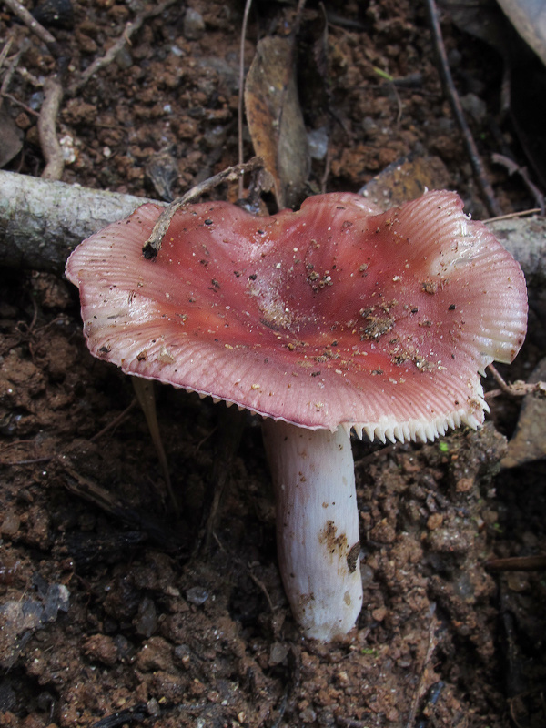 plávka Russula sp.